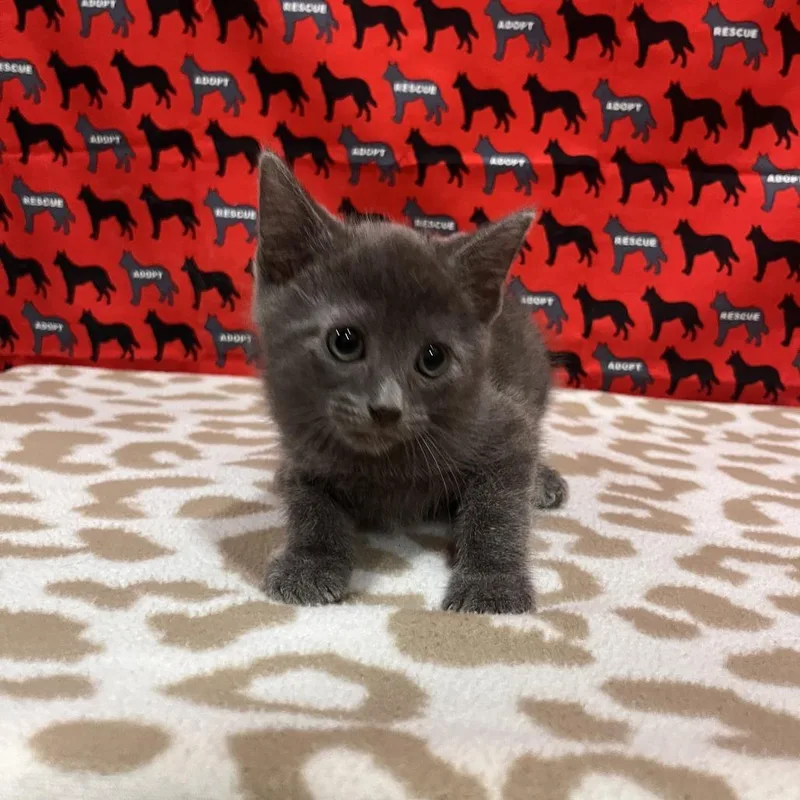 A baby small-sized male Gray / Blue / Silver Domestic Short Hair cat named Rafe for adoption in Washburn, MO