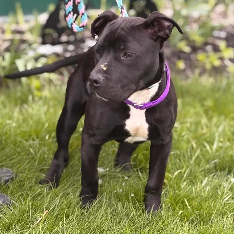 A baby large-sized male Black Pit Bull Terrier dog named Leo for adoption in Batavia, NY