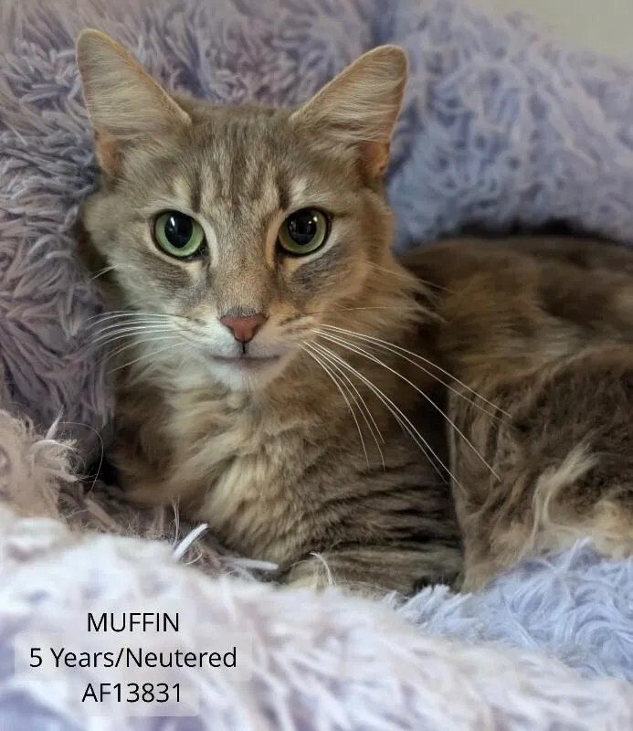 Muffin