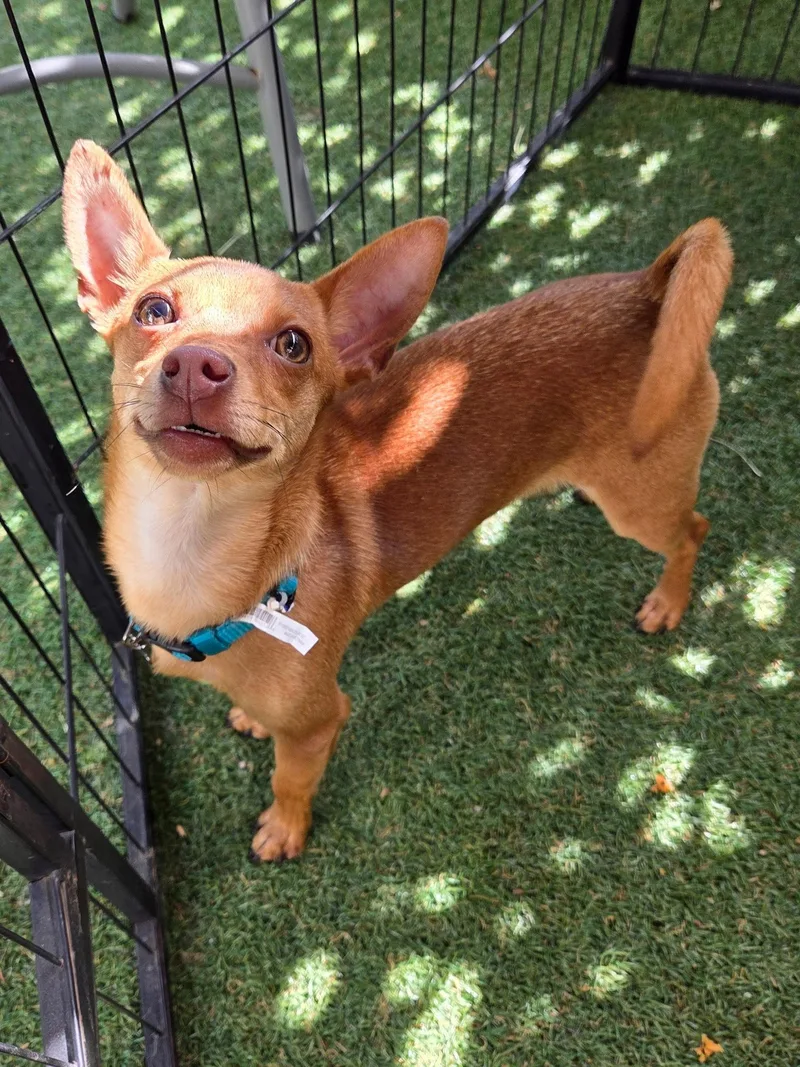 A young small-sized male Chihuahua dog named Chip for adoption in Davis, CA