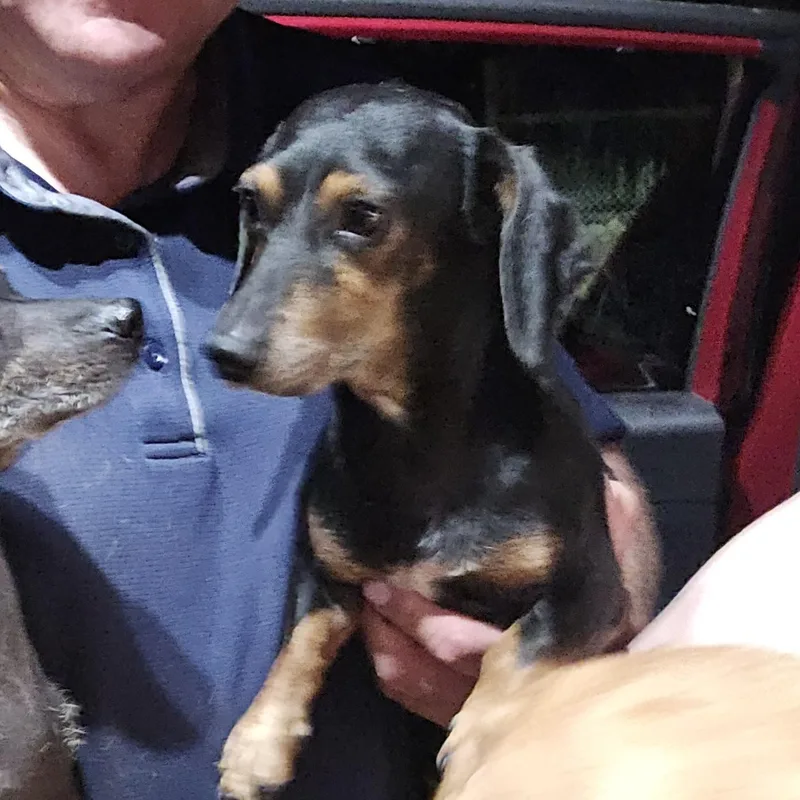 An adult small-sized male Black Miniature Dachshund dog named Franklin PICS COMING SOON for adoption in Athens, AL