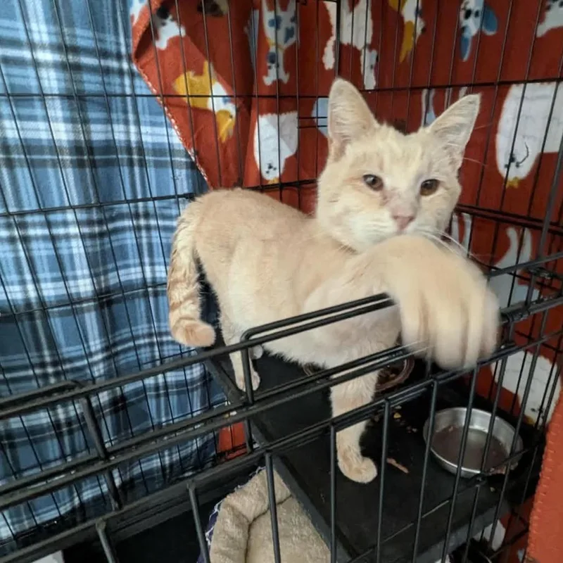 An adult medium-sized male Orange / Red Domestic Short Hair cat named Chester for adoption in Greenville, PA
