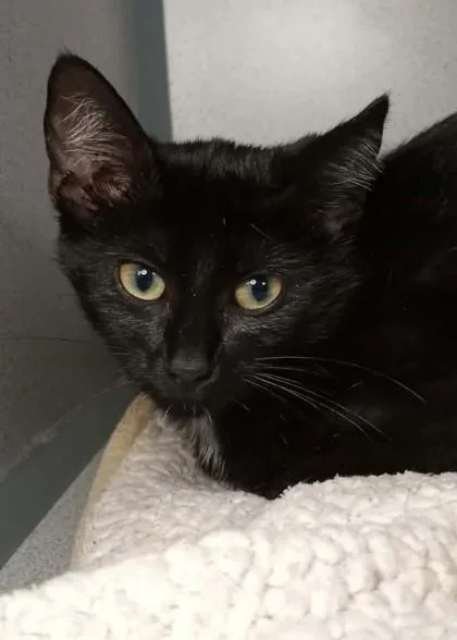 A baby medium-sized female Domestic Short Hair cat named Dot for adoption in Waupaca, WI