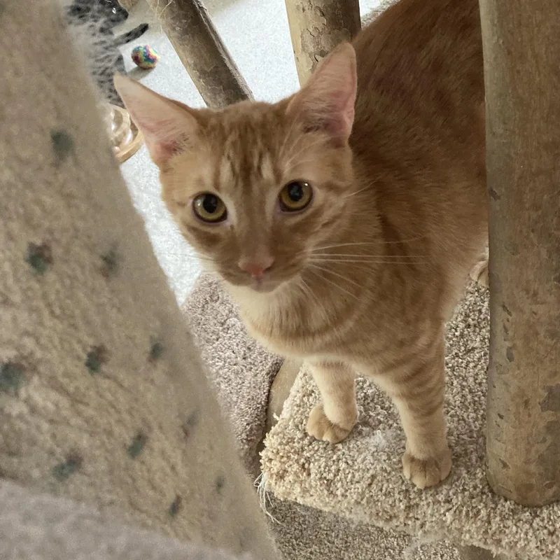 A young medium-sized male Domestic Short Hair cat named Brock & Porter for adoption in Cincinnati, OH