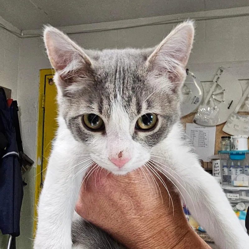 An adult large-sized male Gray / Blue / Silver Domestic Short Hair cat named Ash for adoption in Eureka Springs, AR
