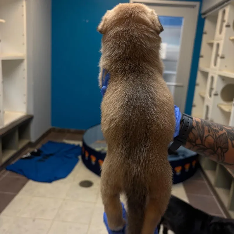 A baby small-sized female Golden Mixed Breed dog named Juniper for adoption in Springboro, OH