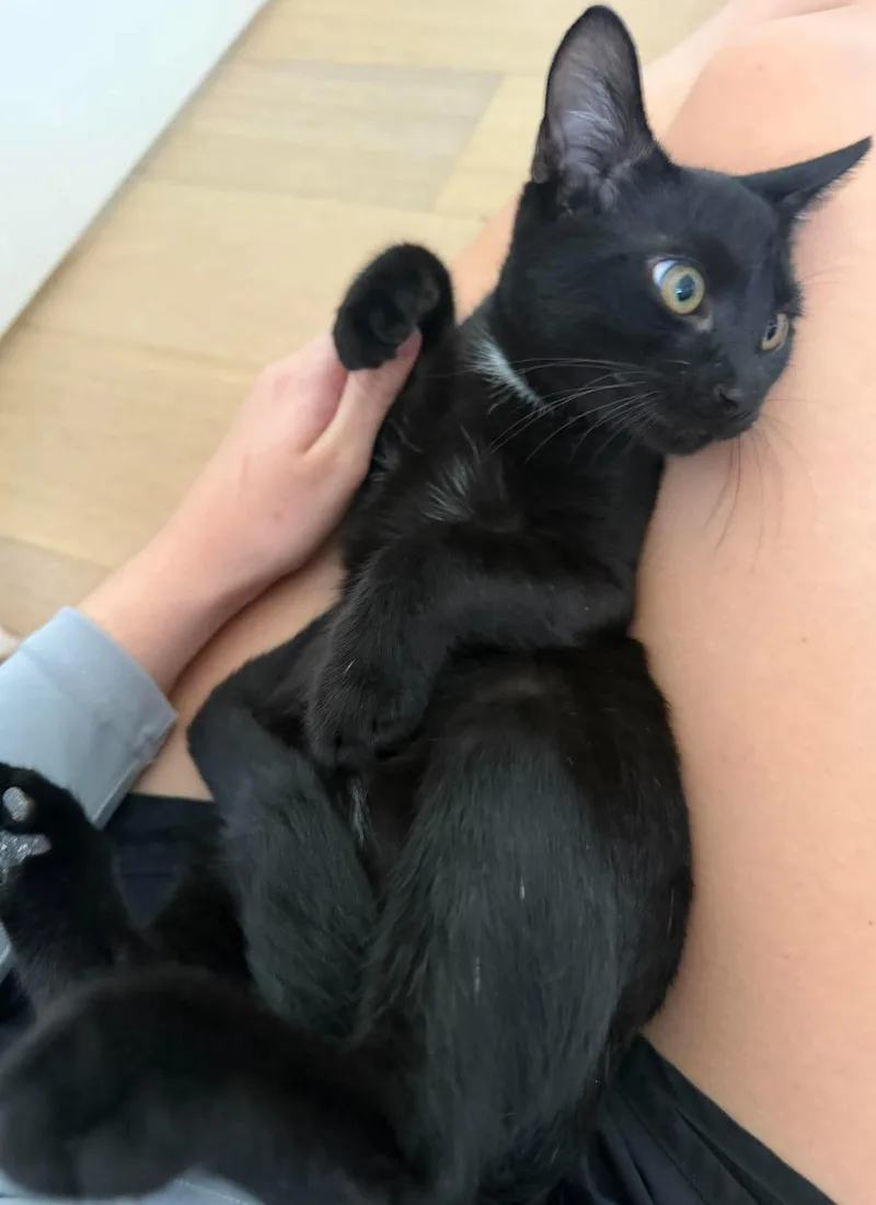 A young medium-sized male Black Domestic Short Hair cat named Snape for adoption in Aberdeen, NC