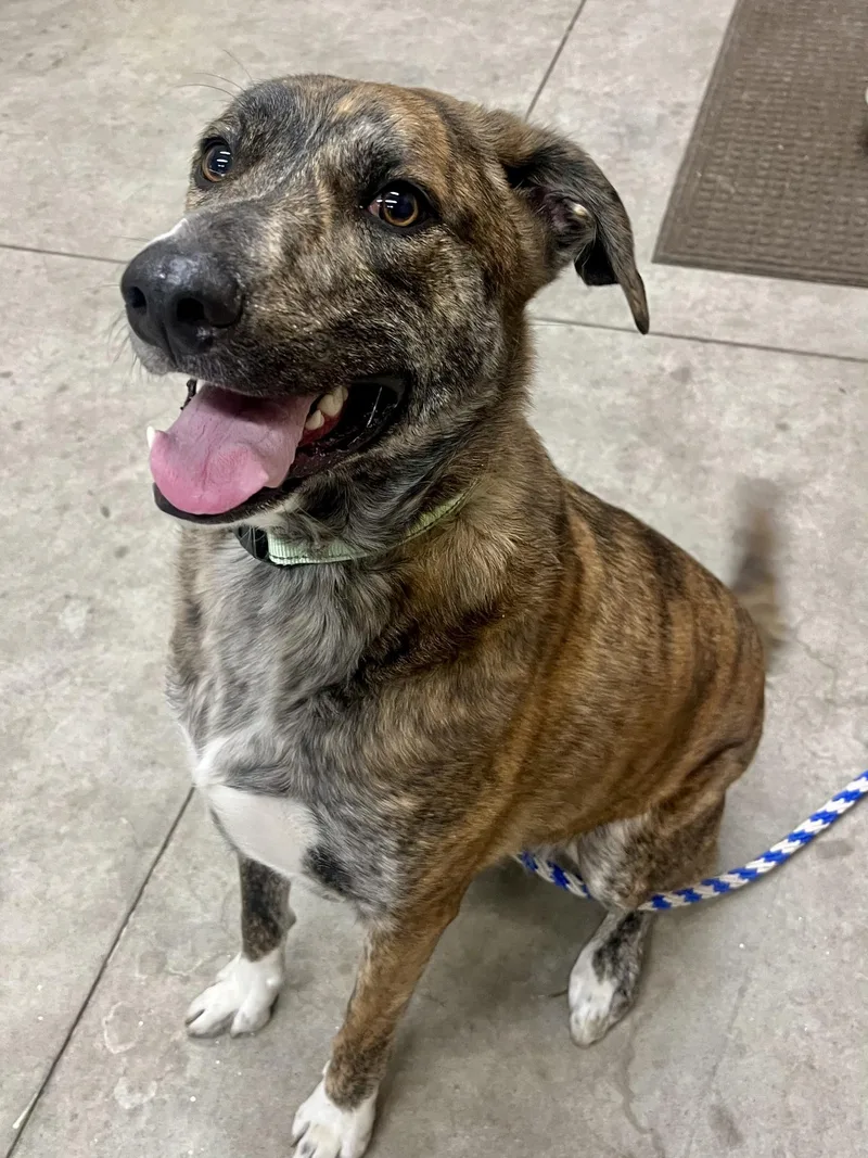An adult medium-sized male Brindle Shepherd dog named Luka for adoption in Hackensack, MN