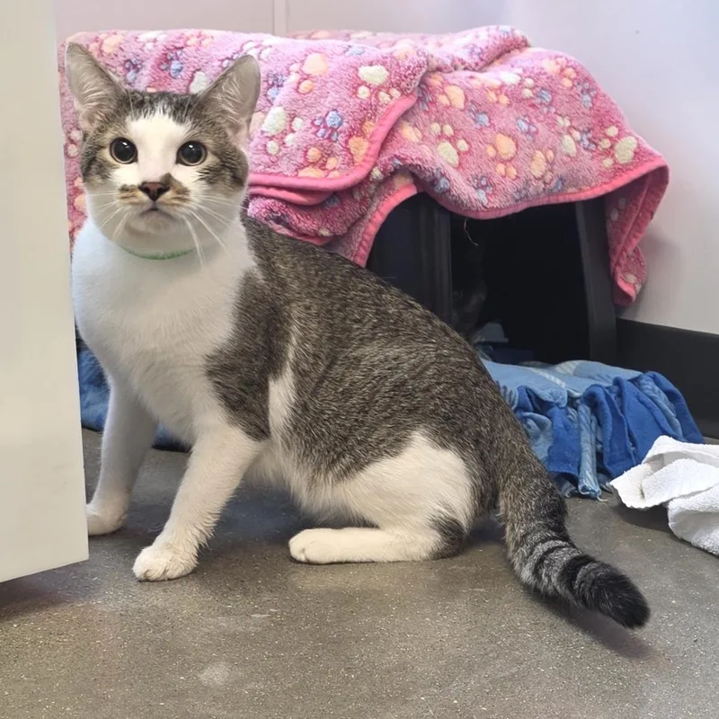 An adult large-sized male Brown / Chocolate Domestic Short Hair cat named Sampson for adoption in Fort Wayne, IN