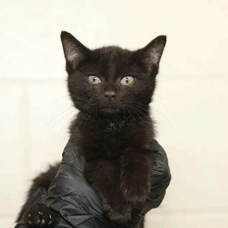 A baby small-sized male Black Domestic Short Hair cat named Honey Moon for adoption in Pasadena , MD