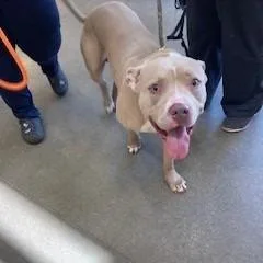 An adult large-sized male Yellow / Tan / Blond / Fawn Pit Bull Terrier dog named Yorkstray for adoption in York, PA