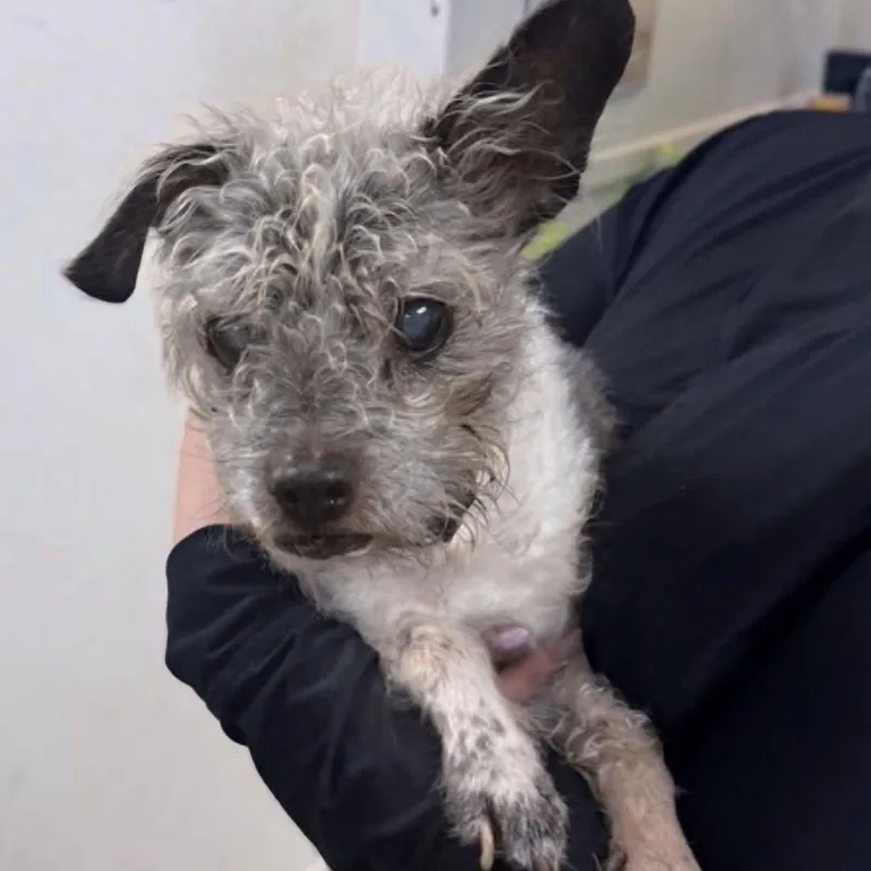 A senior small-sized male Gray / Blue / Silver Terrier dog named Knuckles for adoption in Naperville, IL