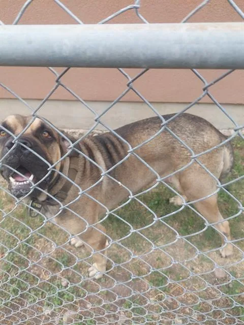Koba