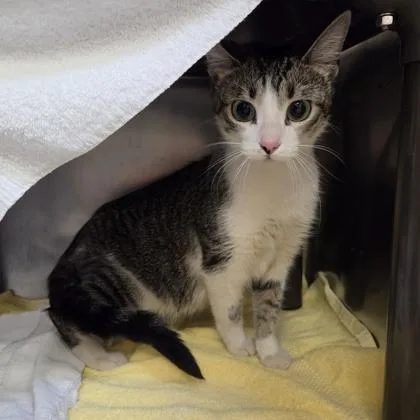 A young medium-sized female Domestic Short Hair cat named Matcha for adoption in Westland, MI