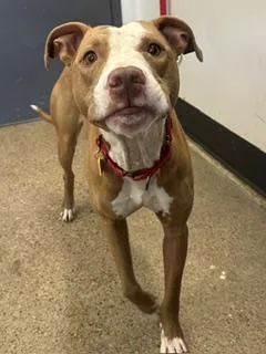 A young medium-sized male Brown / Chocolate Pit Bull Terrier dog named Tucker for adoption in Cleveland, OH