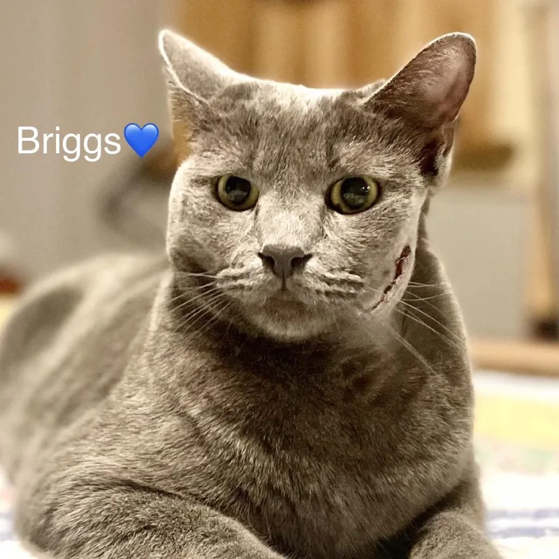 Briggs thumbnail 2