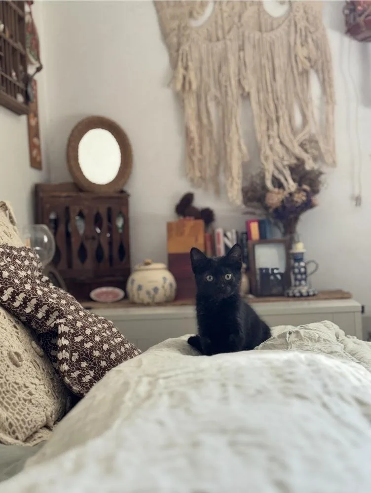 A baby small-sized female Black Domestic Short Hair cat named Basket for adoption in Tucson, AZ
