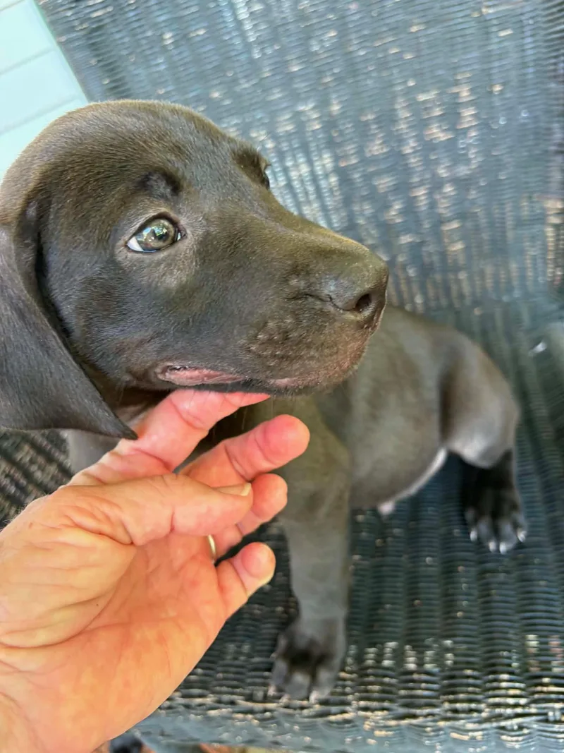 A baby medium-sized male Labrador Retriever dog named Briggs for adoption in Carmel, NY