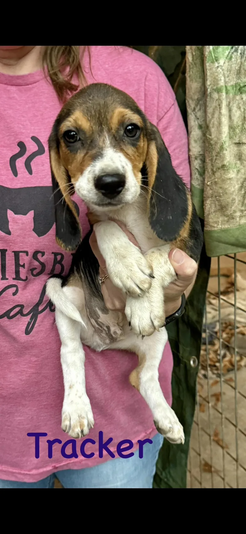 A baby small-sized male Beagle dog named Tracker for adoption in Semmes, AL
