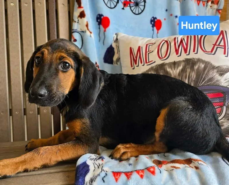 A baby medium-sized male Tricolor (Brown, Black, & White) Bloodhound dog named Huntley for adoption in St. Clairsville, OH