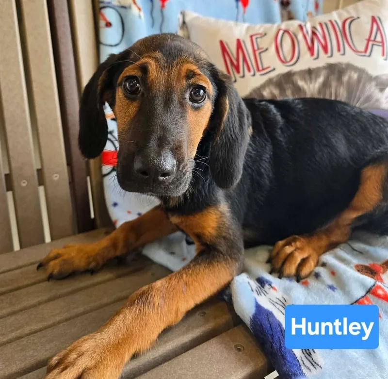 Huntley thumbnail 2