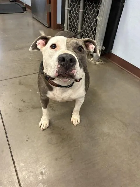 An adult large-sized female Pit Bull Terrier dog named Lena for adoption in Phoenix, AZ