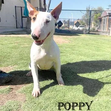 A young medium-sized female Bull Terrier dog named Poppy for adoption in Palm Desert, CA