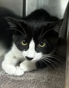 A young small-sized male Domestic Short Hair cat named Tree Branch for adoption in Roseville, CA