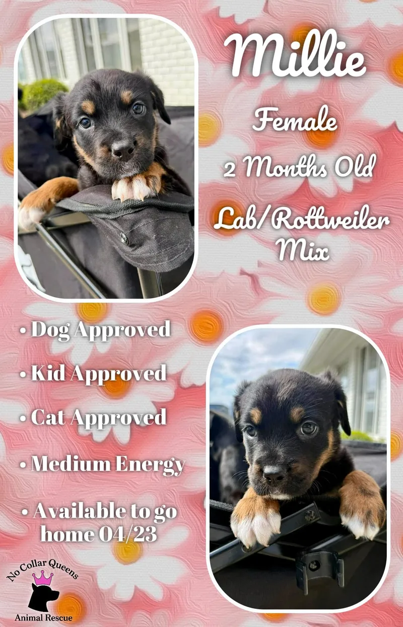 A baby medium-sized female Labrador Retriever dog named Millie  Kam Litter for adoption in Jacksonville, NC