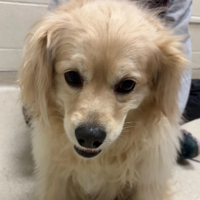 Biscuit