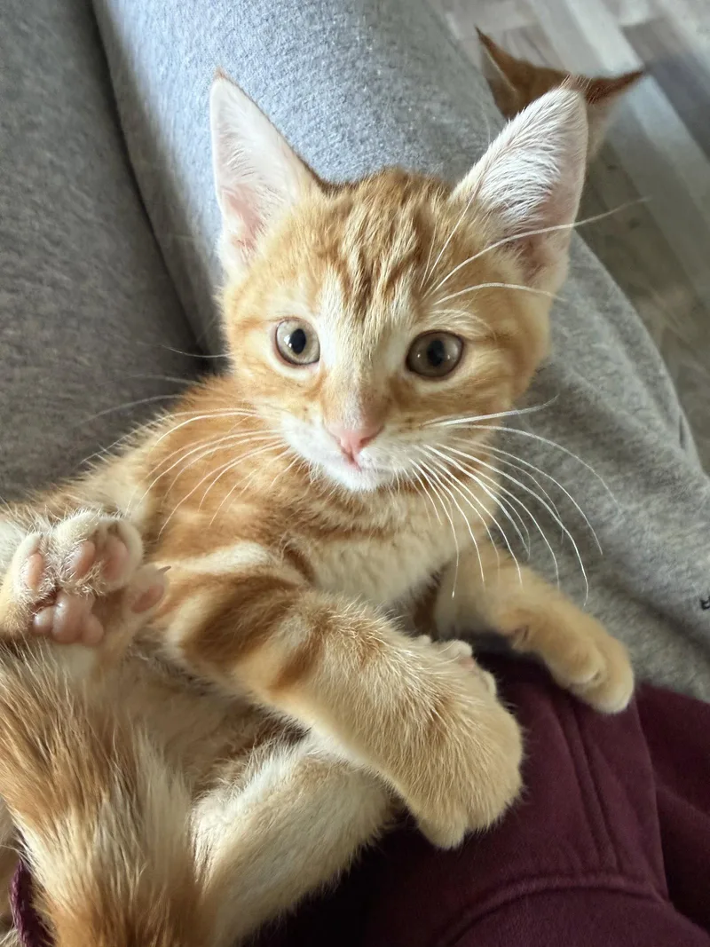 A baby medium-sized female Orange / Red Domestic Short Hair cat named Dior for adoption in Stewartsville, NJ