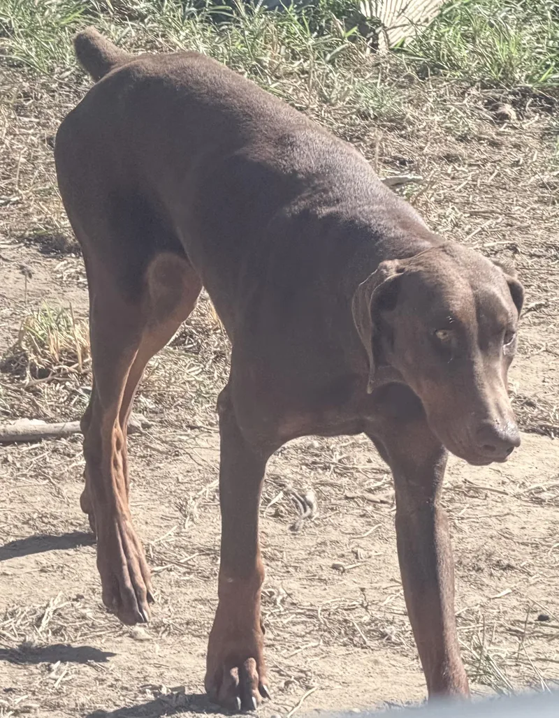 A young large-sized female Doberman Pinscher dog named Brown Sugar for adoption in Fredericksburg, VA