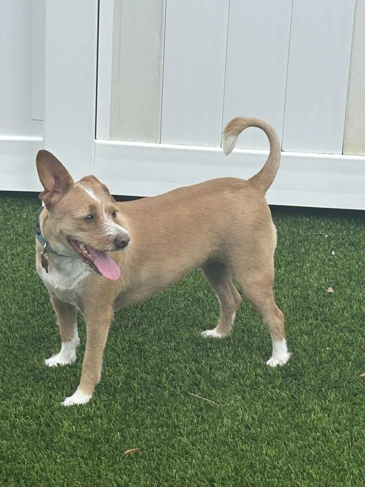 A young medium-sized female White / Cream Terrier dog named Benita for adoption in Orlando, FL