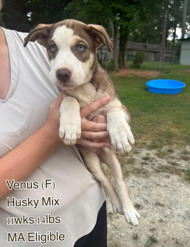 A young large-sized female Husky dog named Venus for adoption in Pomfret Center, CT