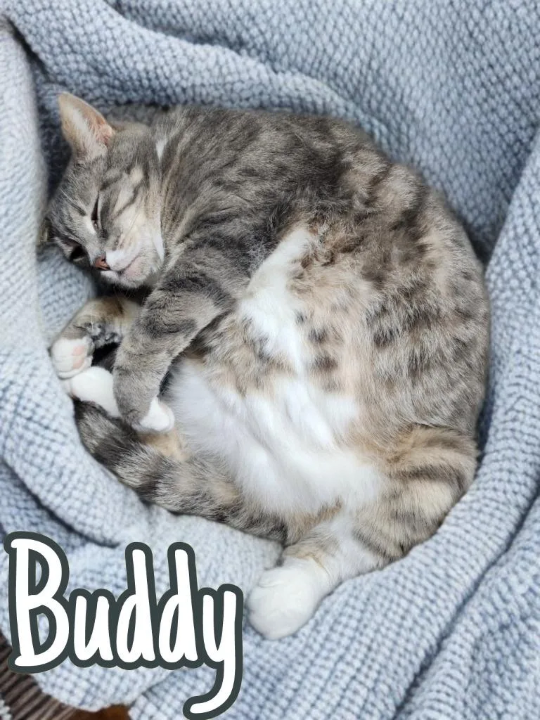 A senior medium-sized male Domestic Short Hair cat named Buddy for adoption in Jim Thorpe, PA