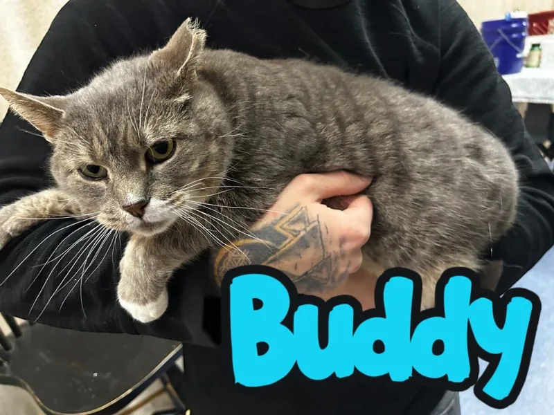 Buddy thumbnail 2