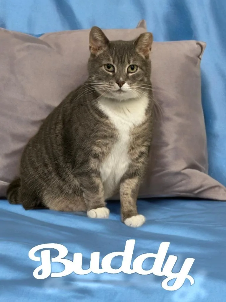 Buddy thumbnail 4
