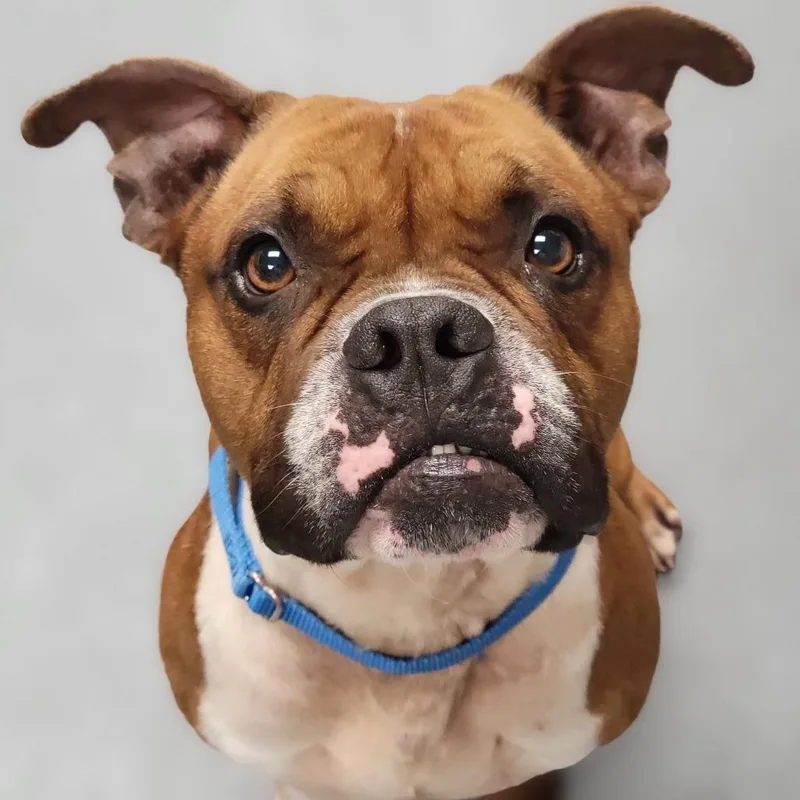 An adult medium-sized male Red / Chestnut / Orange Mixed Breed dog named Buckwheat for adoption in Sarasota, FL