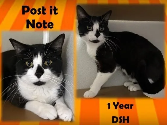 An adult medium-sized male Black & White / Tuxedo Domestic Short Hair cat named Postitnote for adoption in Franklin, IN