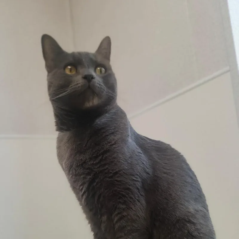 Finnegan thumbnail 2