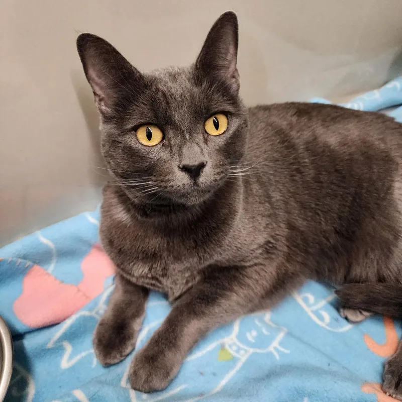 Finnegan thumbnail 4