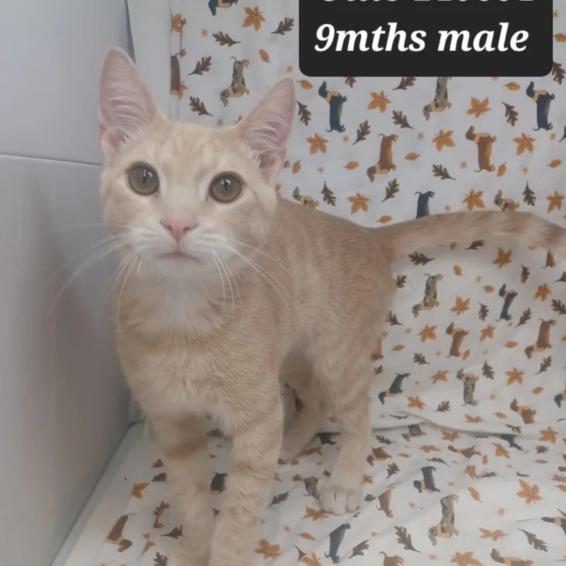 A young small-sized male Domestic Short Hair cat named Ollie for adoption in New Tazewell, TN