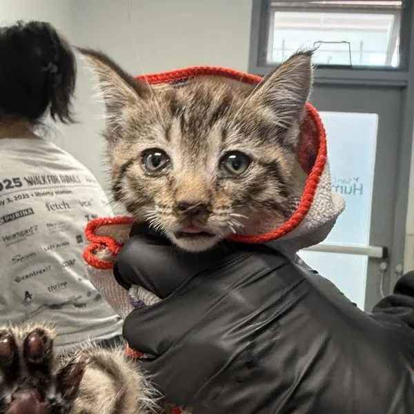 A baby small-sized male Domestic Short Hair cat named Joey for adoption in Escondido, CA