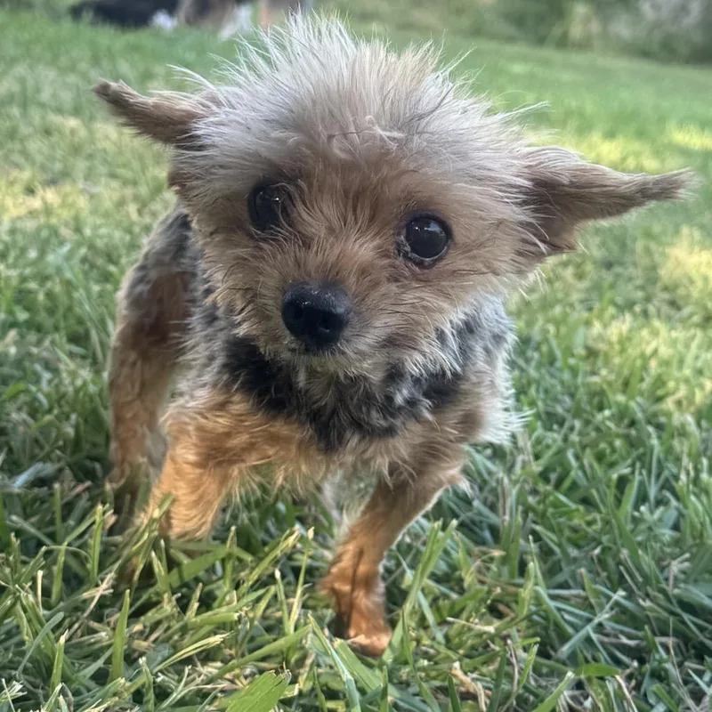 A senior small-sized female Brown / Chocolate Yorkshire Terrier dog named Penny Mae for adoption in Houston, TX