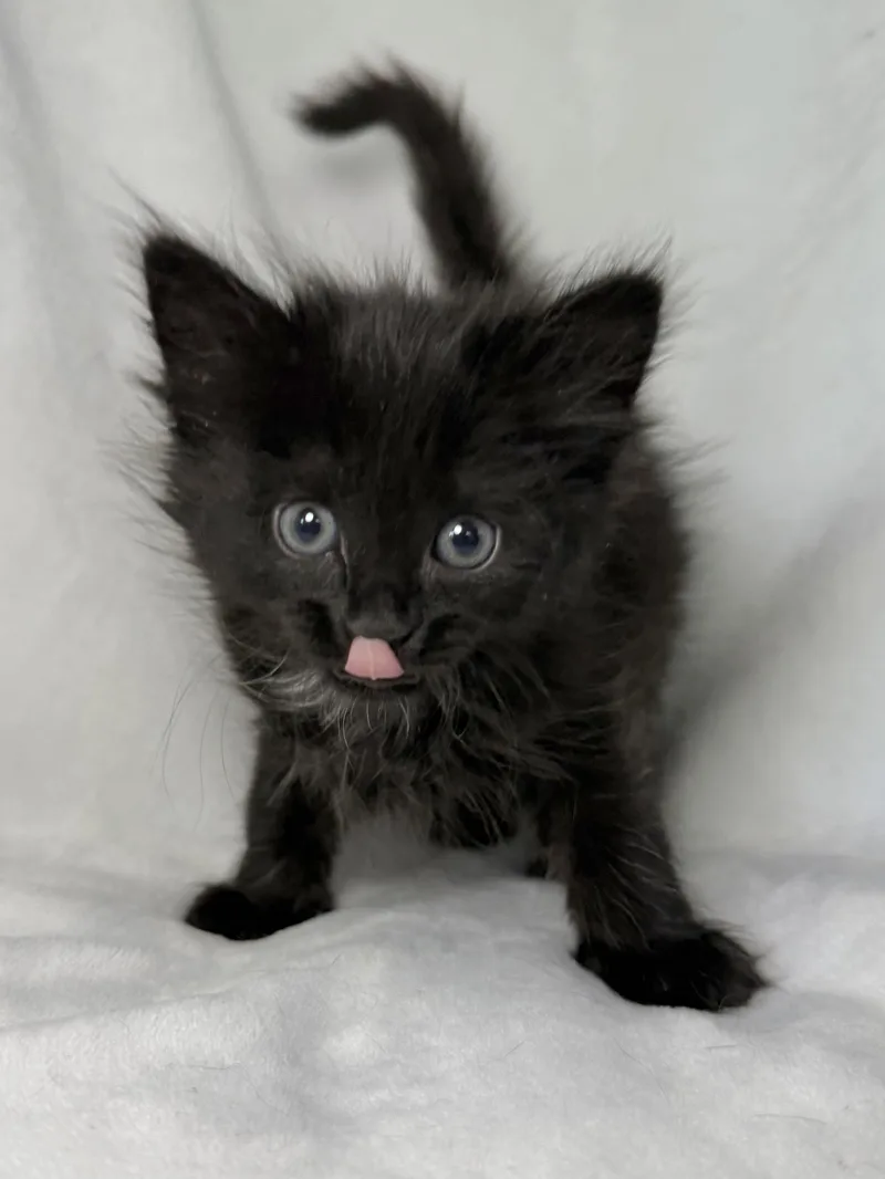 Ebony