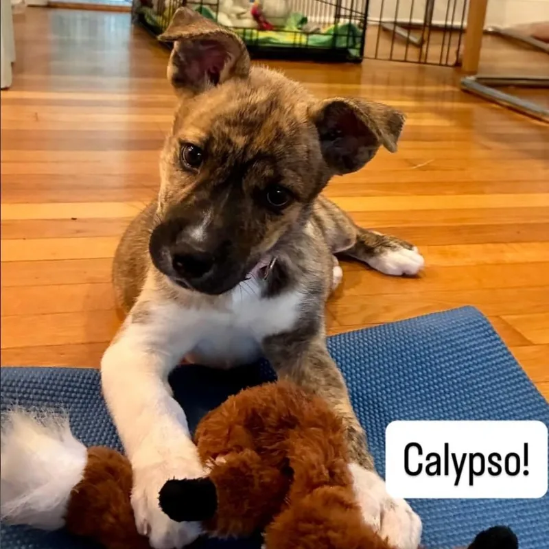 Calypso thumbnail 2