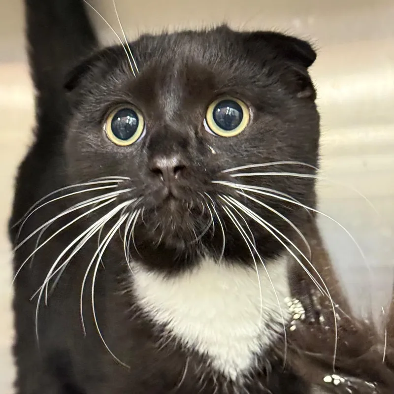 Thin Mint thumbnail 2