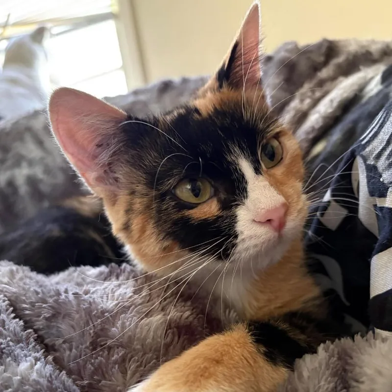 Stella