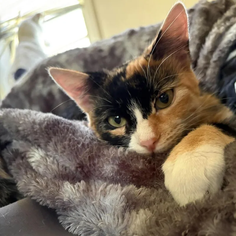 Stella thumbnail 3