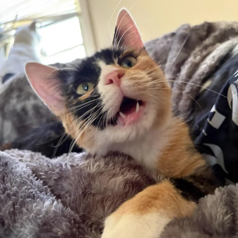 Stella thumbnail 4